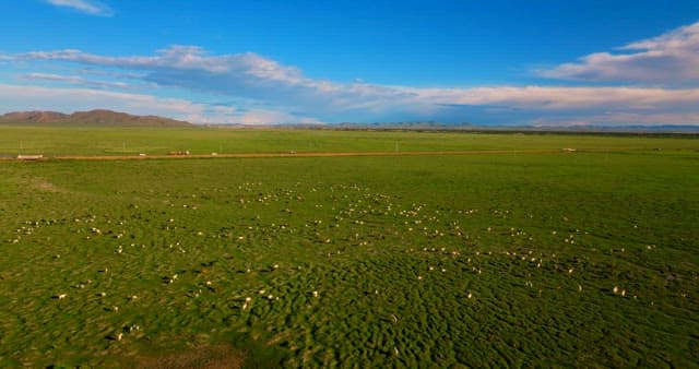 Herd of livestocks moving on a vast plain