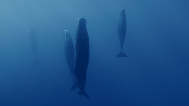 Sperm whales sleeping in deep blue ocean