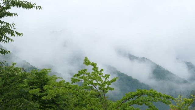 Foggy mountains surrounded by lush green trees