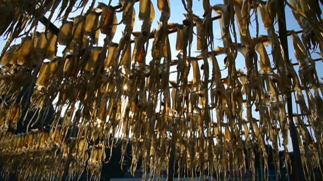 Sunlight streaming through squid drying outdoors