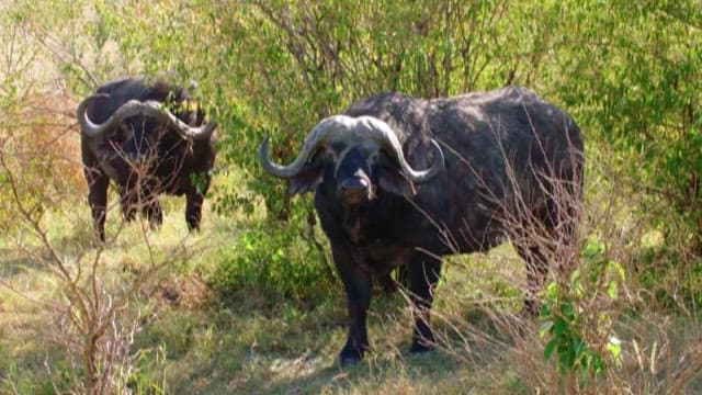Buffalo Staring into the Distance in a Green Field