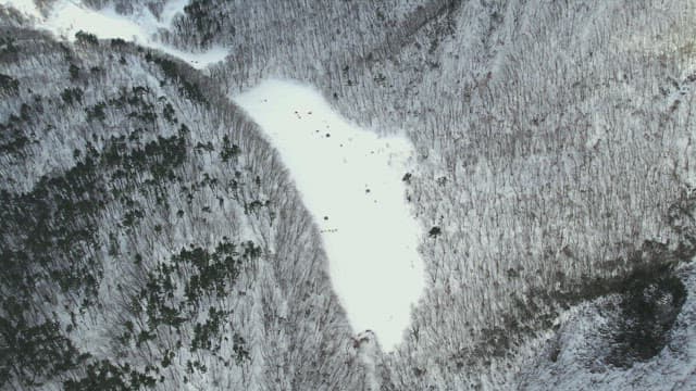 Desolate Tree Forest Covered with Snow in Winter