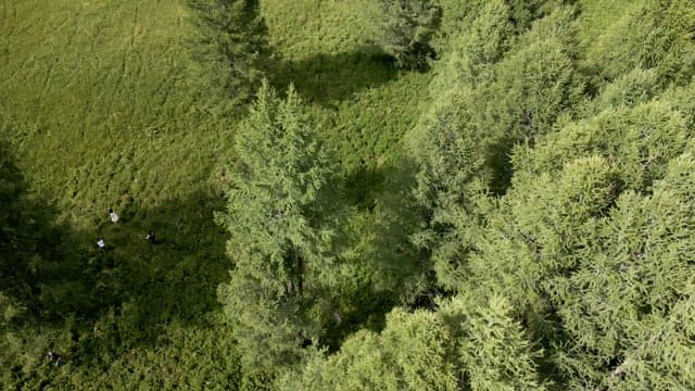 People walking through a lush green forest