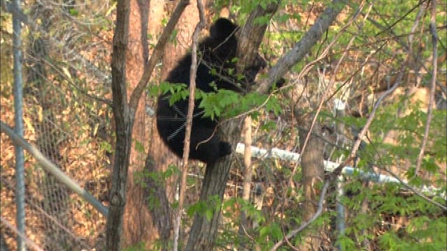 Bear climbing down a tree