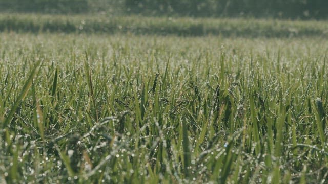 Dew-covered Grass in the Morning Sun