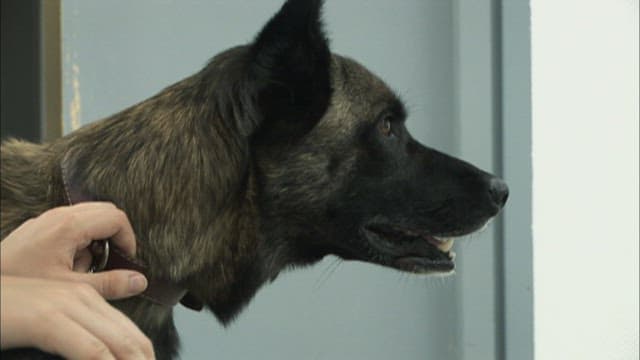 Dog with watchful eyes indoors