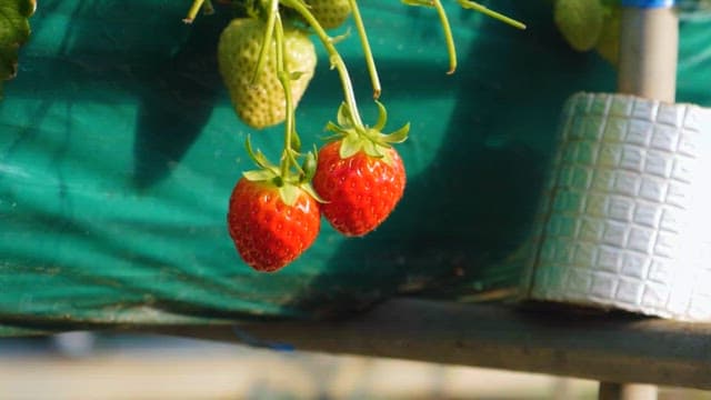 Ripe Strawberries Hanging on Plant