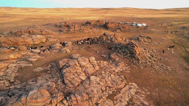 Herd of goats near traditional nomadic tents