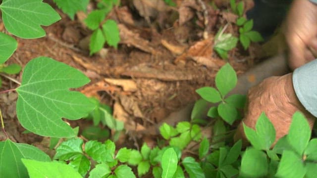 Elderly Person Gathering Wild Ginseng in Forest