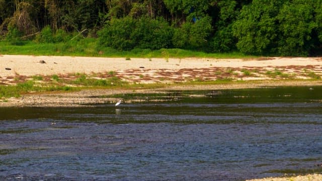 Tranquil river with a crane standing on shore, surrounded by lush greenery