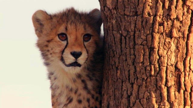 Young Cheetah Peeking Behind a Tree