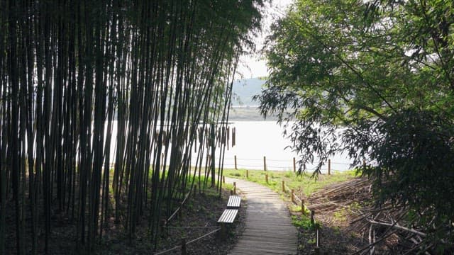 Serene bamboo grove pathway leading to a tranquil riverside view