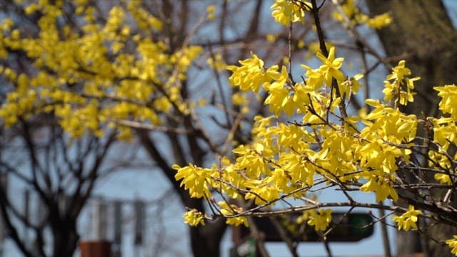 Yellow forsythia blooming on a sunny spring day