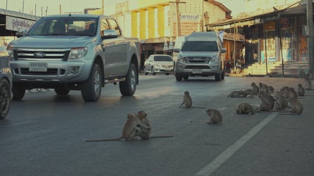 Monkeys on a Busy Street as Vehicles Drive by
