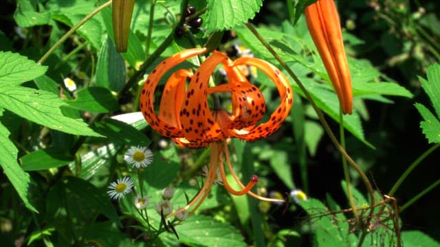 Vibrant orange lily in full bloom