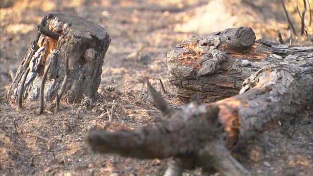 Burnt Tree Stumps and Trunks in a Forest