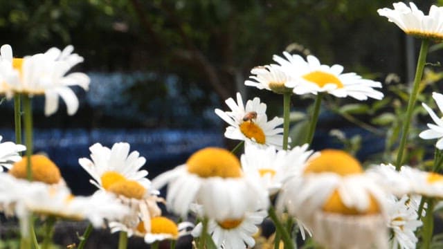 Daisy flower field with bees flying around