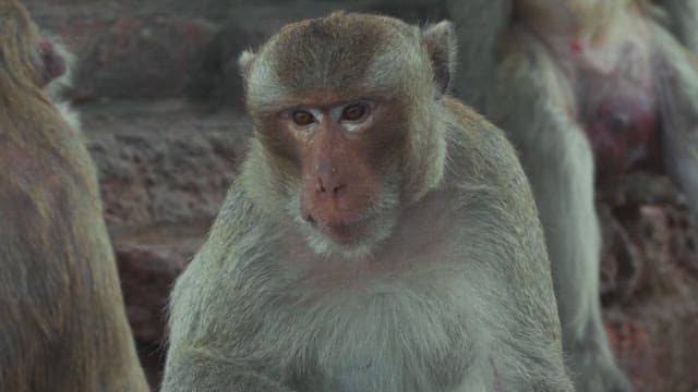 Monkey perched on ancient ruins