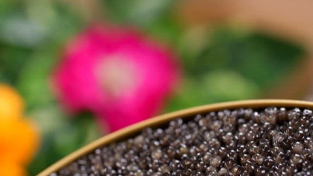 Shimmering Caviar, a Luxury Ingredient in a Can