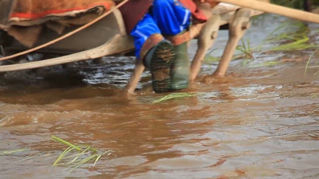 Livestock and Dogs Crossing Shallow Water