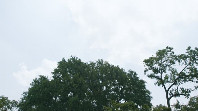 Serene Park with Lush Green Trees