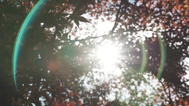 Sunlight filtering through autumn leaves