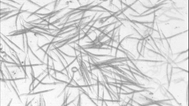 Microscopic View of Organisms in Motion