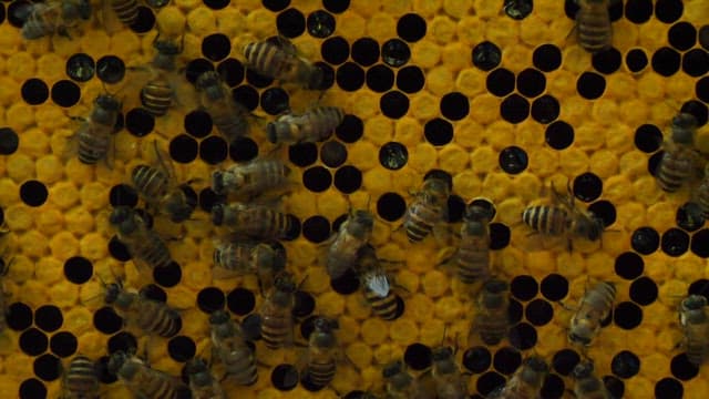 Bees busy at work on honeycomb in a hive