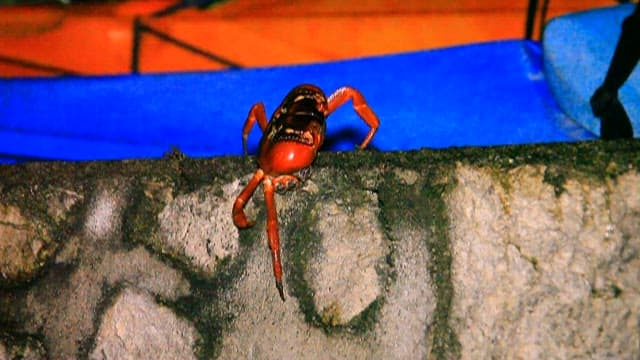 Close-up of a Red Crab on Rocky Surface