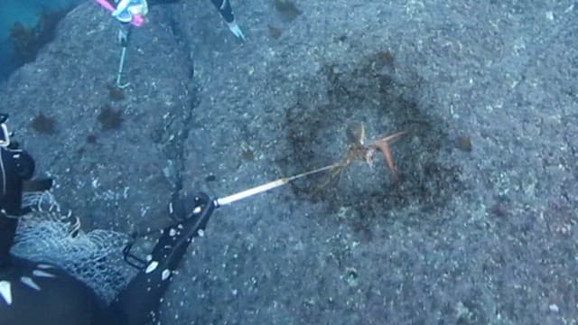 Diver catching an octopus spewing ink underwater