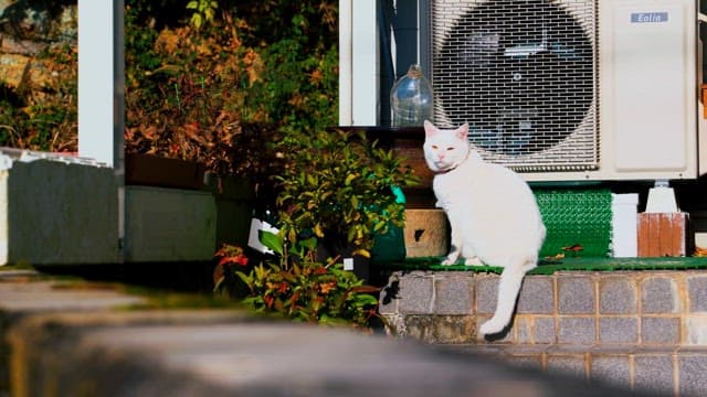 White Cat Relaxing by the Outdoor Unit of House