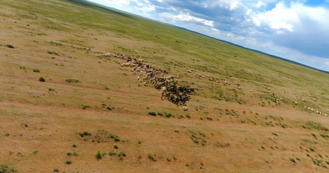 Herd of livestocks moving on a vast plain