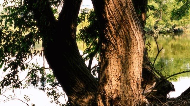 Serene Park Scene with Ancient Trees and Water