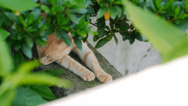 Cat resting under green foliage