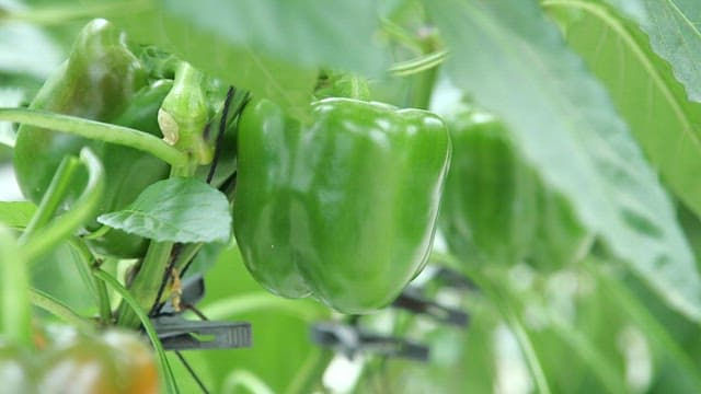 Green leaves and green bell peppers