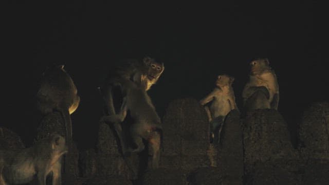 Group of Monkeys Sitting atop Rocky Structures in the Dark Night