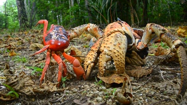 Coconut crab attacking red crab
