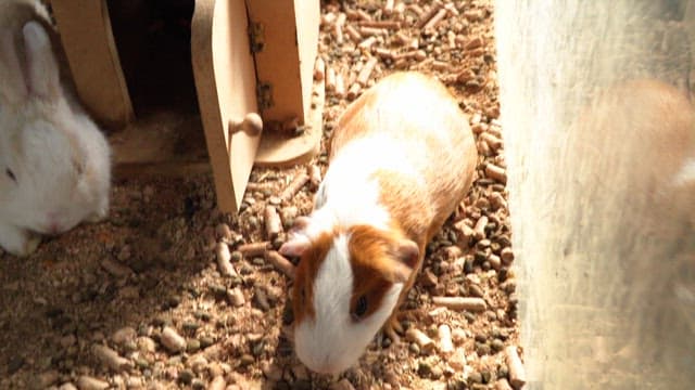 In the afternoon, resting guinea pig and a rabbit in a cozy enclosure