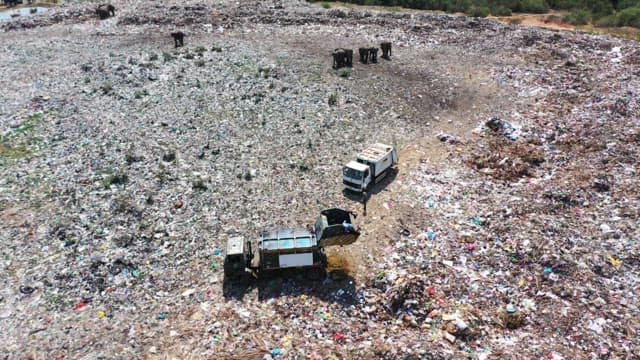 Elephants foraging in a large landfill