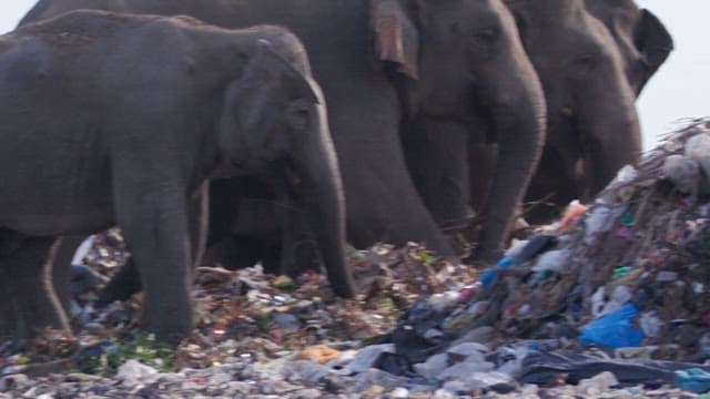 Elephants foraging in trash heap outdoors.