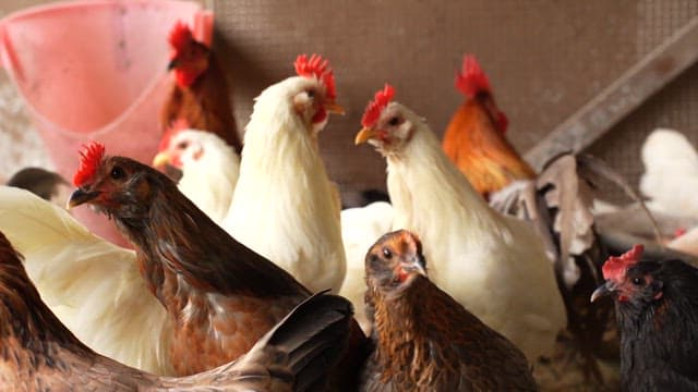Various chickens and freshly laid eggs in a chicken coop