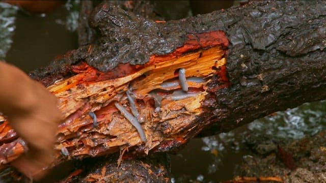 Tamilok living in rotten tree roots