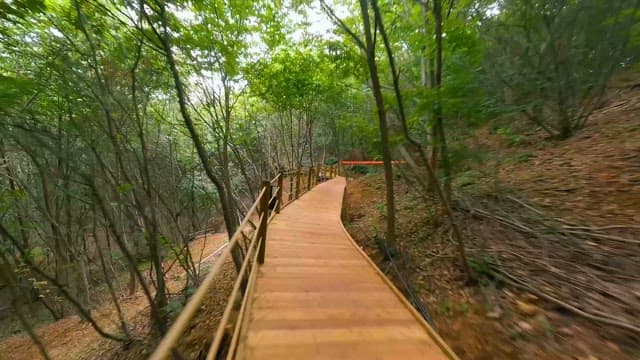 Scenic Walkway Through Lush Green Forest