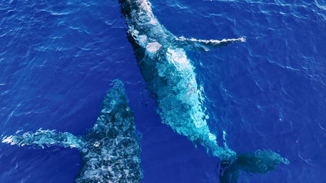 Humpback whales swimming in the deep blue ocean