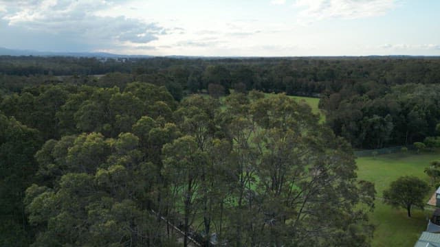 Kangaroos Grazing in a Peaceful Meadow