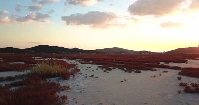 Vast field with red plants at sunset