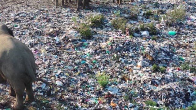 Elephants Wandering Through a Polluted Area
