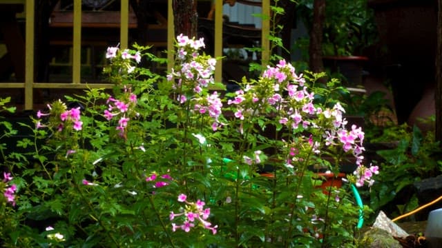 Pink flowers blooming in a garden