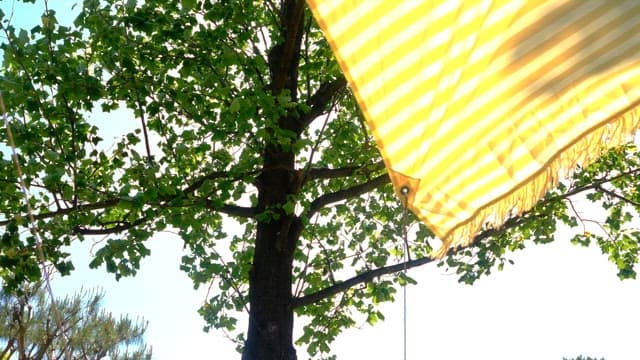 Sunny striped canopy and green trees