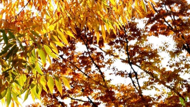 Autumn leaves changing colors to yellow on a sunny day